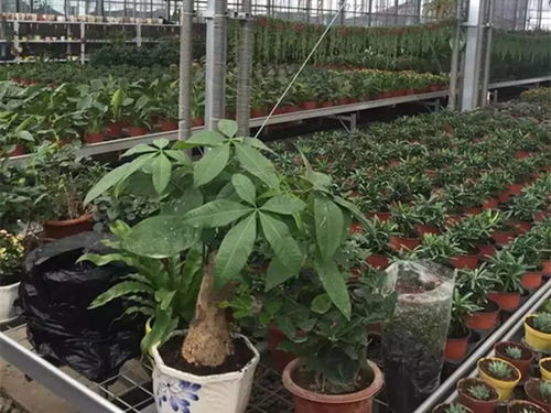 奇臺縣推動萬畝設(shè)施農(nóng)業(yè)提質(zhì)增效，信息技術(shù)驅(qū)動農(nóng)業(yè)現(xiàn)代化發(fā)展