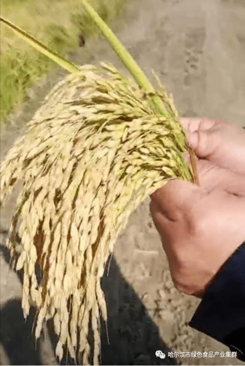 量子科技賦能綠色農(nóng)業(yè) 延壽農(nóng)民石普東的創(chuàng)新實踐