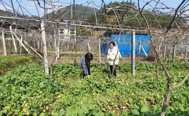 壽寧犀溪 科技特派員田間“把脈問診”，精準助力春耕生產