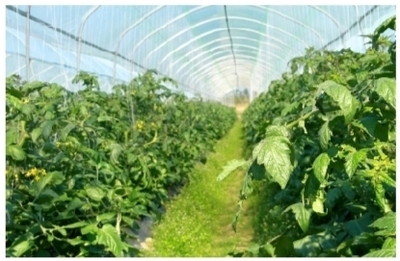 興寧區以科技賦能現代農業產業化，開啟農業高質量發展新篇章